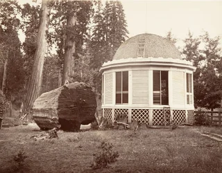 Suuren puun kannon päälle rakennettu talo, 1865-66, painettu n. 1876.