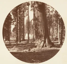 Mammoth Grove Hotel Grovesta - Calaveras, n. 1878.