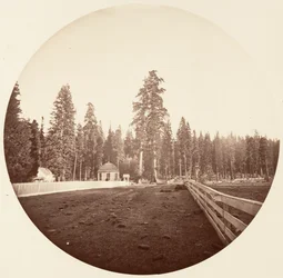 Sentinelit. C. Grove, n. 1878.