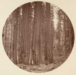 Yosemiten kansallispuisto, Kalifornia, noin 1878.