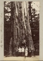 Big Trees near Monteray [sic] - Cal.