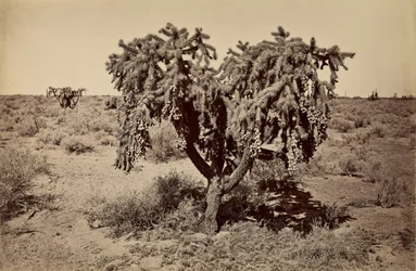 [Kaktus, Arizonan autiomaa]