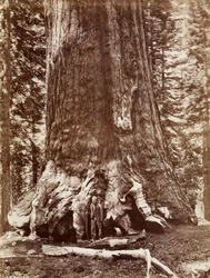 Grizzly Giant Halkaisija 33 Ft. Mariposa Grove