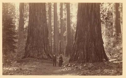 [Kolme sulotarta, Calaveras Grove]