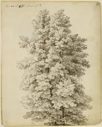 Puuryhmä