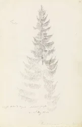 Kuusi