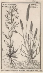 Punasauramo ja hiirenhäntä. Centaurium Minus. Cauda Muris. Punasauramo. Hiirenhäntä (esineessä oleva nimi)