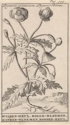 Unikko Papaver erraticum, Papaver Rhoeas / Wilden-heul. Kollen kukkia. Syövän kukkia. Roodenheul (otsikko esineessä)