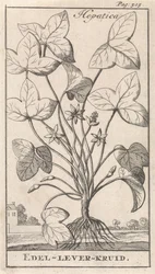 maksan yrtti Hepetica / Noble-Liver-Herb (otsikko esineessä)