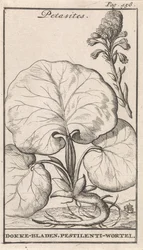 Petasiitit