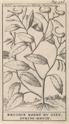 kevät yrtti Noli me tangere, Herba Impatiens / Kruidje ei sekoittele minua. Kevätyrtti (otsikko esineessä)