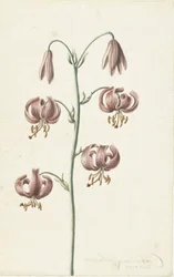 Oksa punaruskealla liljoilla
