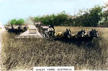 Grenfellin vehnätila, Australia, 1920-luku.