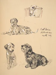 Bullterrieri, dalmatialaiset ja muttikoira, 1930, kuvituksia hänen luonnoskirjastaan, jota käytettiin julkaisussa Just among Friends, Aldin, Cecil Charles Windsor (1870-1935), myöhemmin julkaissut Eyre ja Spottiswoode Limited,