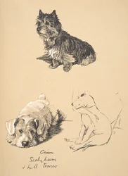 Cairn, Sealyham ja bullterrieri, 1930, Kuvituksia hänen luonnoskirjastaan, jota käytettiin julkaisussa Just among Friends, Aldin, Cecil Charles Windsor (1870-1935), myöhemmin julkaissut Eyre and Spottiswoode Limited, 1934