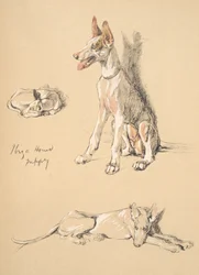 Ibiza Hound Puppy, 1930, piirroksia hänen luonnoskirjastaan, käytetty Just among Friends, Aldin, Cecil Charles Windsor (1870-1935), myöhemmin julkaissut Eyre and Spottiswoode Limited, 1934, Chalk ja Ch