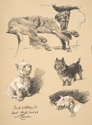 Irish Wolfhound, West Highlander and Cairn, 1930, kuvituksia hänen luonnoskirjastaan, jota käytettiin 