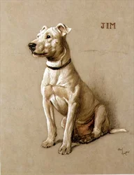 Jim, bullterrieri (liitu harmaalla paperilla)