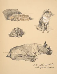 Peke, collie, spanieli ja saksalainen nyrkkeilijä, 1930, Kuvituksia hänen luonnoskirjastaan "Just among Friends", Aldin, Cecil Charles Windsor (1870-1935), julkaisijat Eyre ja Spottiswoode Limited, 1934, C