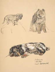 Pekinese, Chow ja Spaniel, 1930, Kuvituksia hänen luonnoskirjastaan, jota käytettiin Just Among Friends, Aldin, Cecil Charles Windsor (1870-1935), myöhemmin julkaissut Eyre and Spottiswoode Limited, 1934, Chal