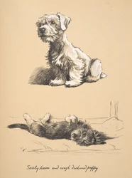 Sealyham and Rough Dachshund Puppy, 1930, Kuvituksia hänen luonnoskirjastaan, käytetty Just among Friends -julkaisussa, julkaissut myöhemmin Eyre and Spottiswoode Limited, 1934 (liitu ja puuhiili paperilla)