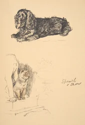 Spaniel and Chow, 1930, Illustrations from his Sketch Book used for Just Among Friends, Aldin, Cecil Charles Windsor (1870-1935), myöhemmin julkaissut Eyre and Spottiswoode Limited, 1934, Chalk and Char.