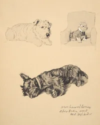 Wire-haired Terrier, Aberdeen ja West Highlander, 1930, Kuvituksia hänen luonnoskirjastaan, käytetty vain ystävien keskuudessa, Aldin, Cecil Charles Windsor (1870-1935), myöhemmin julkaisijat Eyre ja Spottiswood
