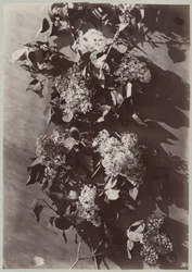 Estudi de flors amb acabat de branques