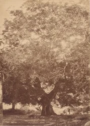 Keisari Kaarle V:n pähkinäpuu, Yuste, 1858.