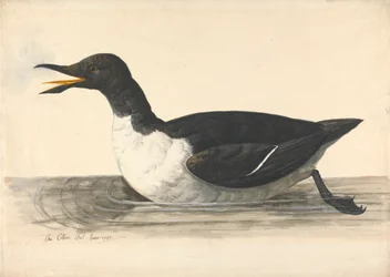 A William, kesäkuu 1742