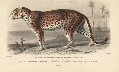 Leopardi, Charles D
