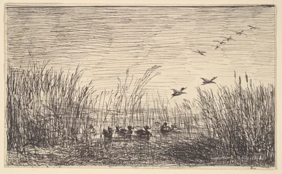 Ducks in the Marshes, [1862], uusintapainos 1921.