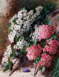 Kukkia. Charles Henry Slaterin (1820-1890) maalaus Yksityiskokoelma.