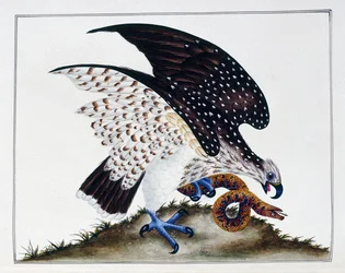 Petolintu ja käärme, 1808-21