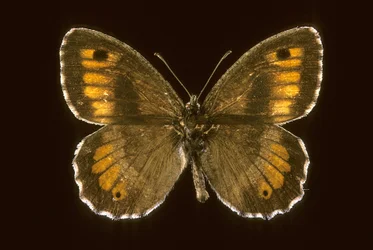 Arethusana arethusa/Pieni villi