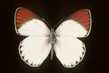 Colotis danae / Crimson