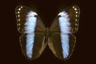 Morpho Achilles/uros