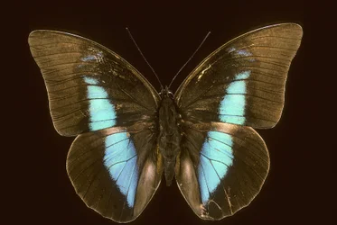 Prepona domophora sukupuuttoon