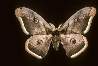 Saturnia pyri / isoriikinkukkokehrääjä