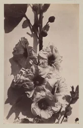 Kukka-asetelma hollyhockilla