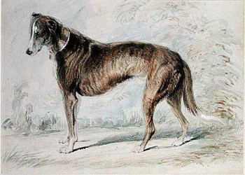 Lurcher (akvarelli- ja vartaloväri sekä lyijykynä sävytetylle paperille)