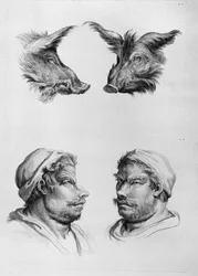 Villisian pään ja miehen pään yhtäläisyydet, Le Brunin teoksesta "Livre de portraiture pour ceux qui commencent à dessiner"