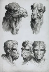 Kamelin ja miehen pään yhtäläisyyksiä, Le Brunin teoksesta "Livre de portraiture pour ceux qui commencent à dessiner"