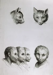 Kissan ja miehen pään yhtäläisyyksiä, Le Brunin teoksesta "Livre de portraiture pour ceux qui commencent à dessiner"