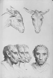 Aasin ja miehen pään yhtäläisyydet, Le Brunin teoksesta "Livre de portraiture pour ceux qui commencent à dessiner"