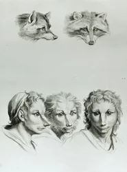 Ketun ja miehen pään yhtäläisyyksiä, Le Brunin teoksesta "Livre de portraiture pour ceux qui commencent à dessiner"