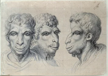Tutkielmia kolmesta miehen päästä, jotka muistuttavat kamelin kasvonpiirteitä (1619-1690), 1600-luku. Mitat: 0,22 x 0,32 m. Pariisi, Louvre-museo