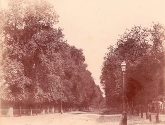 Puiden reunustama ajotie, 1850-53.