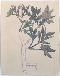 Elder, Walberswick, 1915 (wc ja kynä paperille)