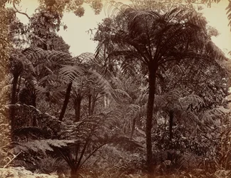 Hakgalan puutarha, Nuwara Eliya